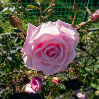Rosa 'Coral Dawn'
