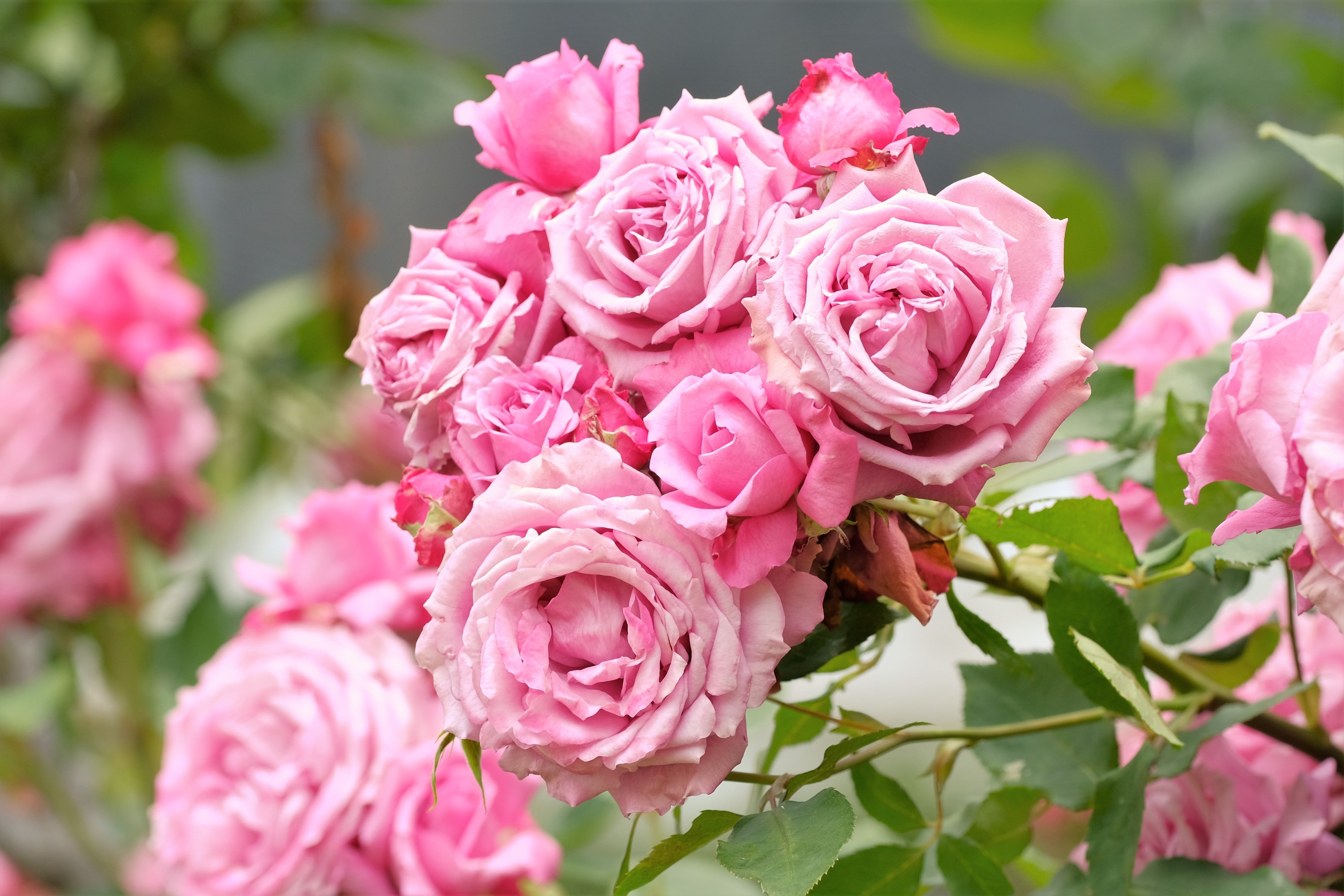 Rosa 'Coral Dawn'