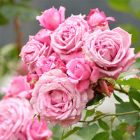 Rosa 'Coral Dawn'