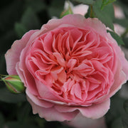 Rosa BOSCOBEL