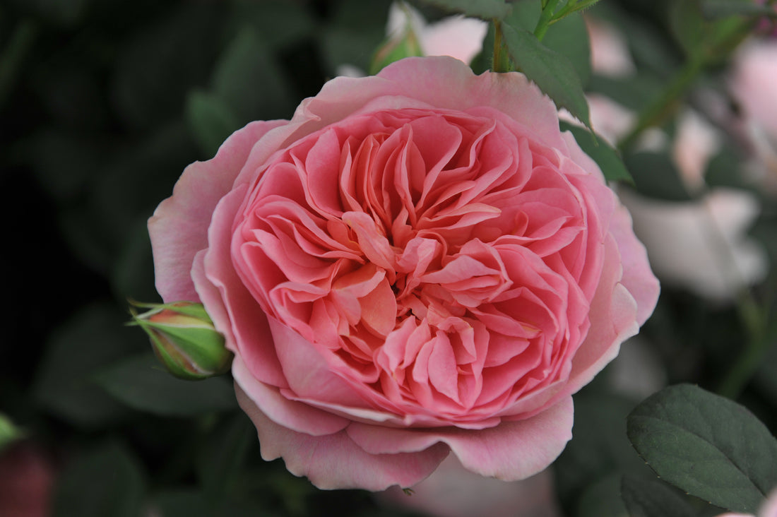 Rosa BOSCOBEL