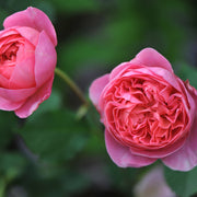 Rosa BOSCOBEL