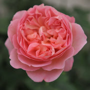 Rosa BOSCOBEL