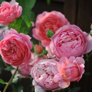 Rosa BOSCOBEL