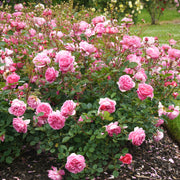 Rosa BOSCOBEL