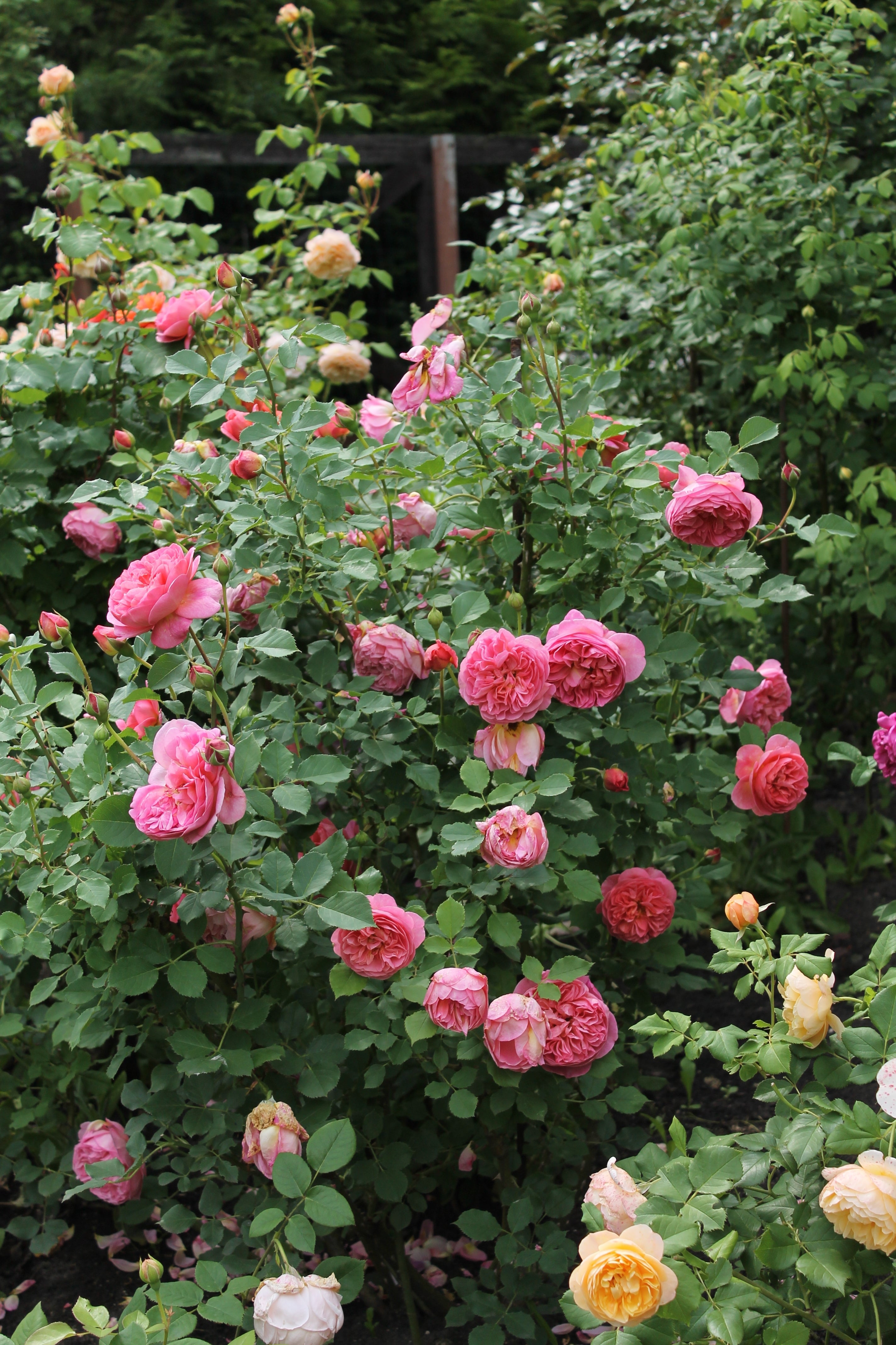 Rosa BOSCOBEL