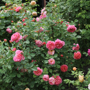 Rosa BOSCOBEL