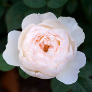 Rosa DESDEMONA