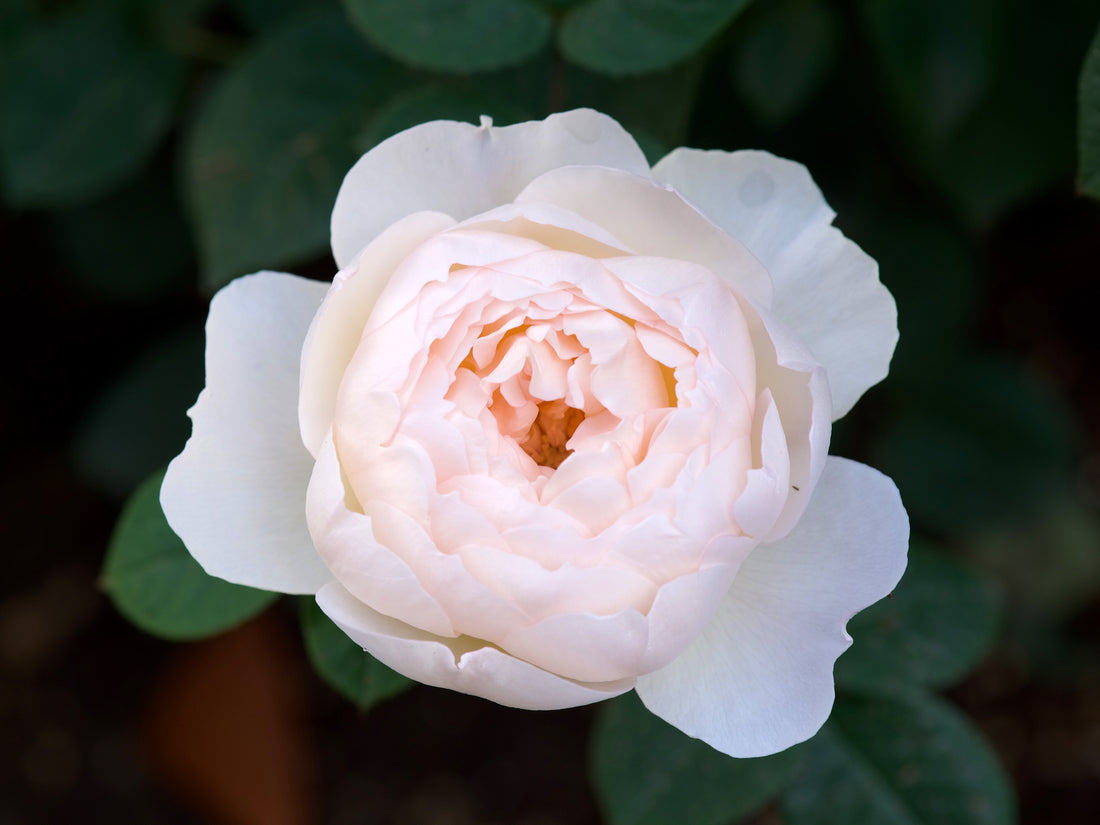 Rosa DESDEMONA