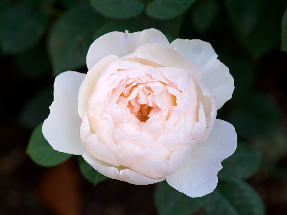 Rosa DESDEMONA