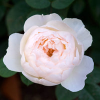 Rosa DESDEMONA
