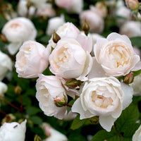 Rosa DESDEMONA