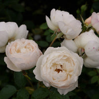 Rosa DESDEMONA