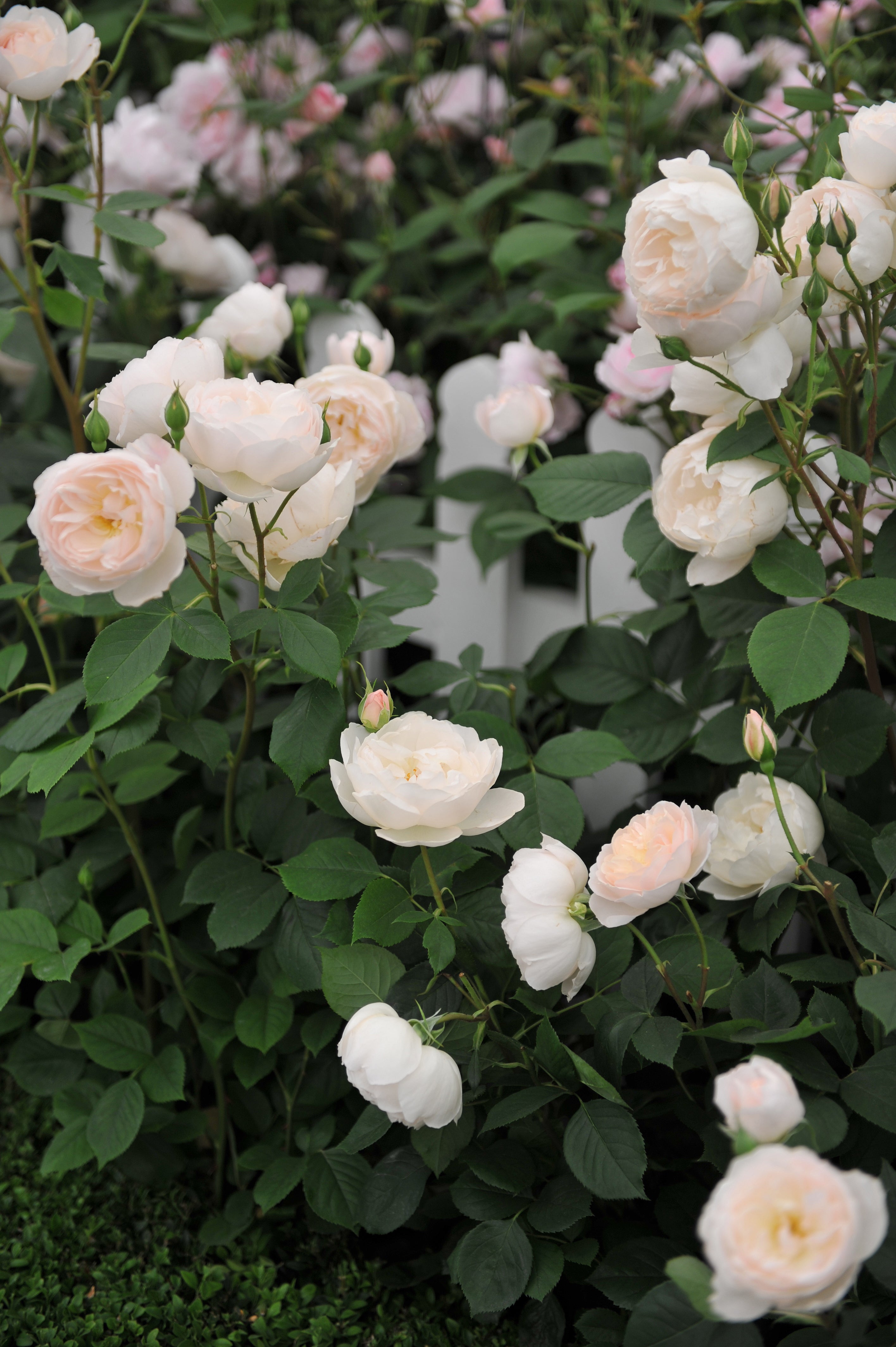 Rosa DESDEMONA