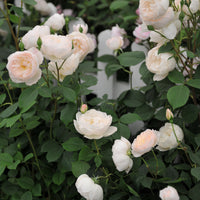 Rosa DESDEMONA