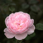 Rosa QUEEN OF SWEDEN