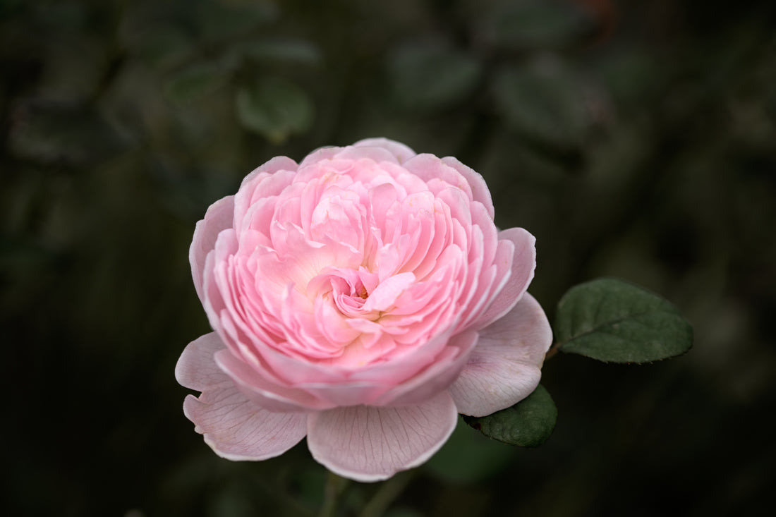 Rosa QUEEN OF SWEDEN