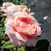 Rosa QUEEN OF SWEDEN