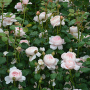 Rosa QUEEN OF SWEDEN