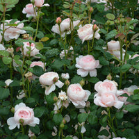 Rosa QUEEN OF SWEDEN