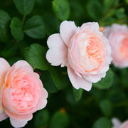 Rosa QUEEN OF SWEDEN