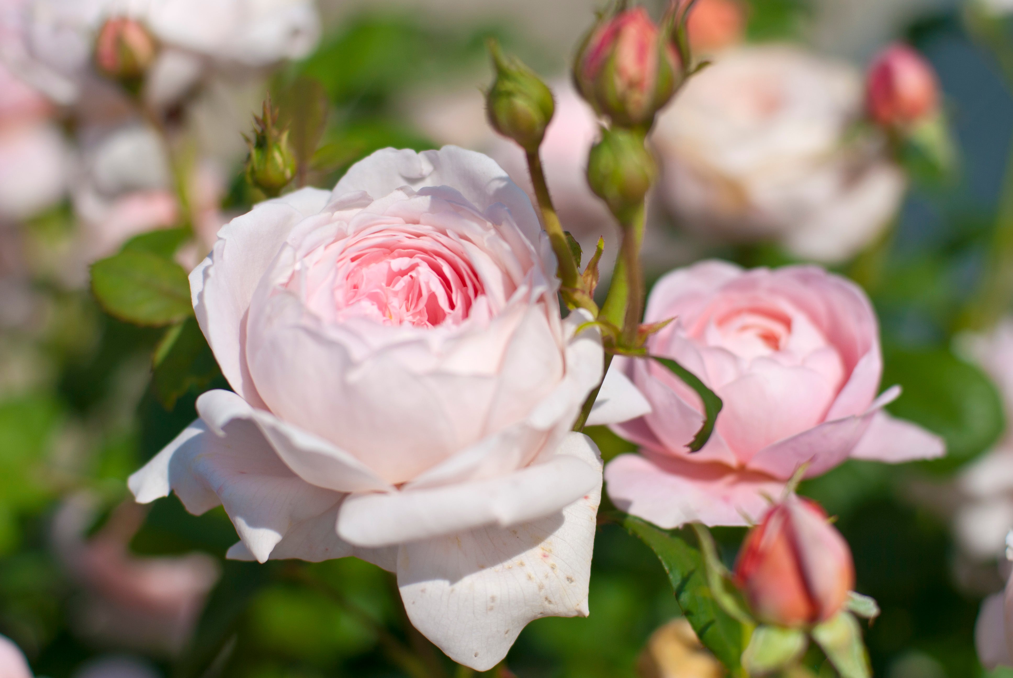 Rosa QUEEN OF SWEDEN