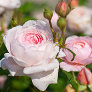 Rosa QUEEN OF SWEDEN