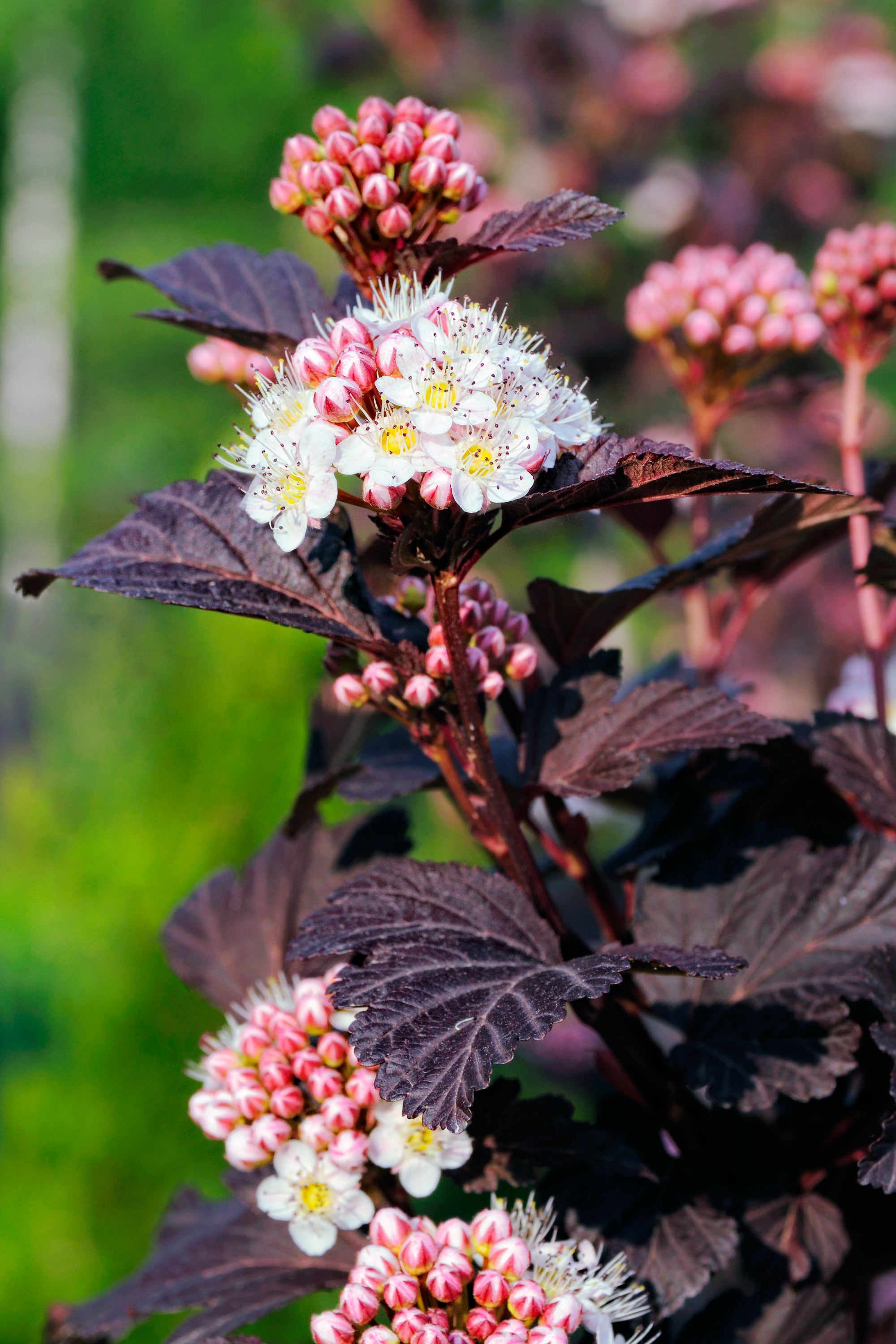 smällspirea TINY WINE ('Smpotw'PBR)