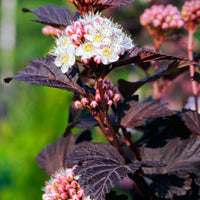 smällspirea TINY WINE ('Smpotw'PBR)