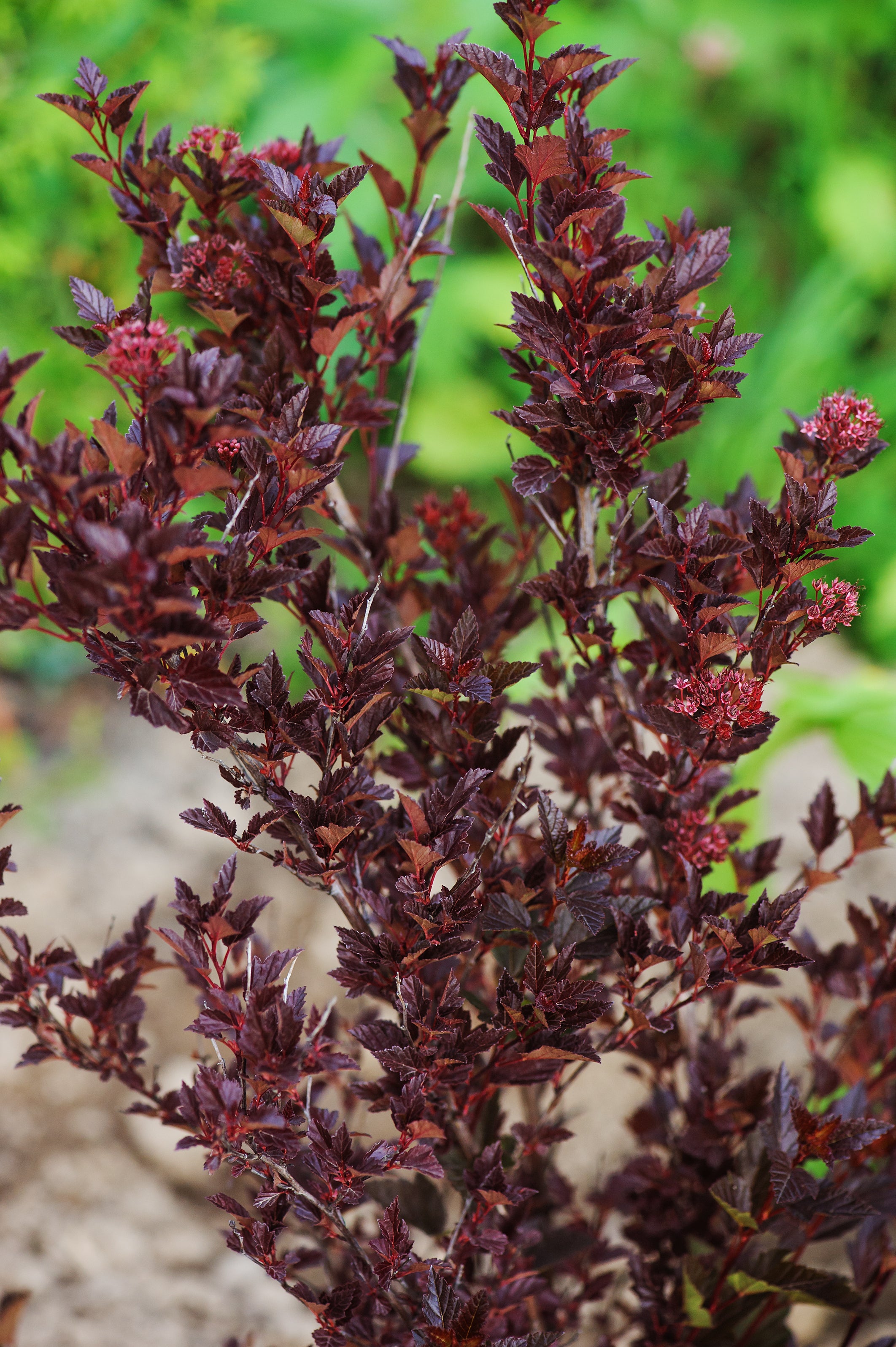 smällspirea TINY WINE ('Smpotw'PBR)