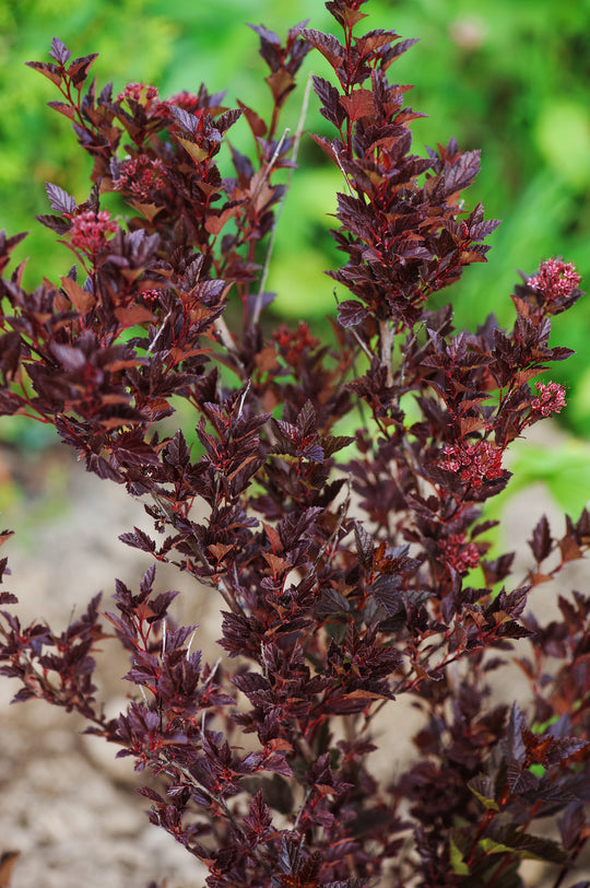 smällspirea TINY WINE ('Smpotw'PBR)