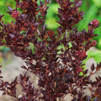 smällspirea TINY WINE ('Smpotw'PBR)
