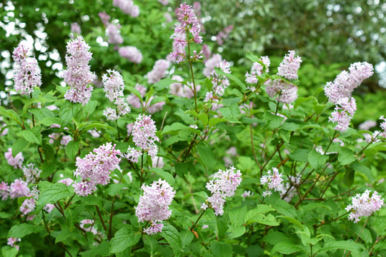 Syringa Josikaea, 30-50 cm (Barrot) – bild 1