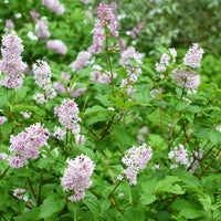 Syringa Josikaea, 30-50 cm (Barrot) – bild 1