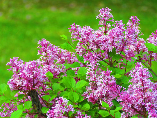 Syringa Josikaea, 30-50 cm (Barrot) – bild 2