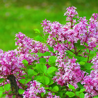 Syringa Josikaea, 30-50 cm (Barrot) – bild 2