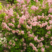 Syringa Josikaea, 30-50 cm (Barrot) – bild 3
