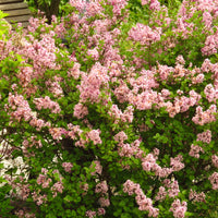 Syringa Josikaea, 30-50 cm (Barrot) – bild 3