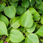 Syringa Josikaea, 30-50 cm (Barrot) – bild 4