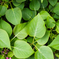 Syringa Josikaea, 30-50 cm (Barrot) – bild 4