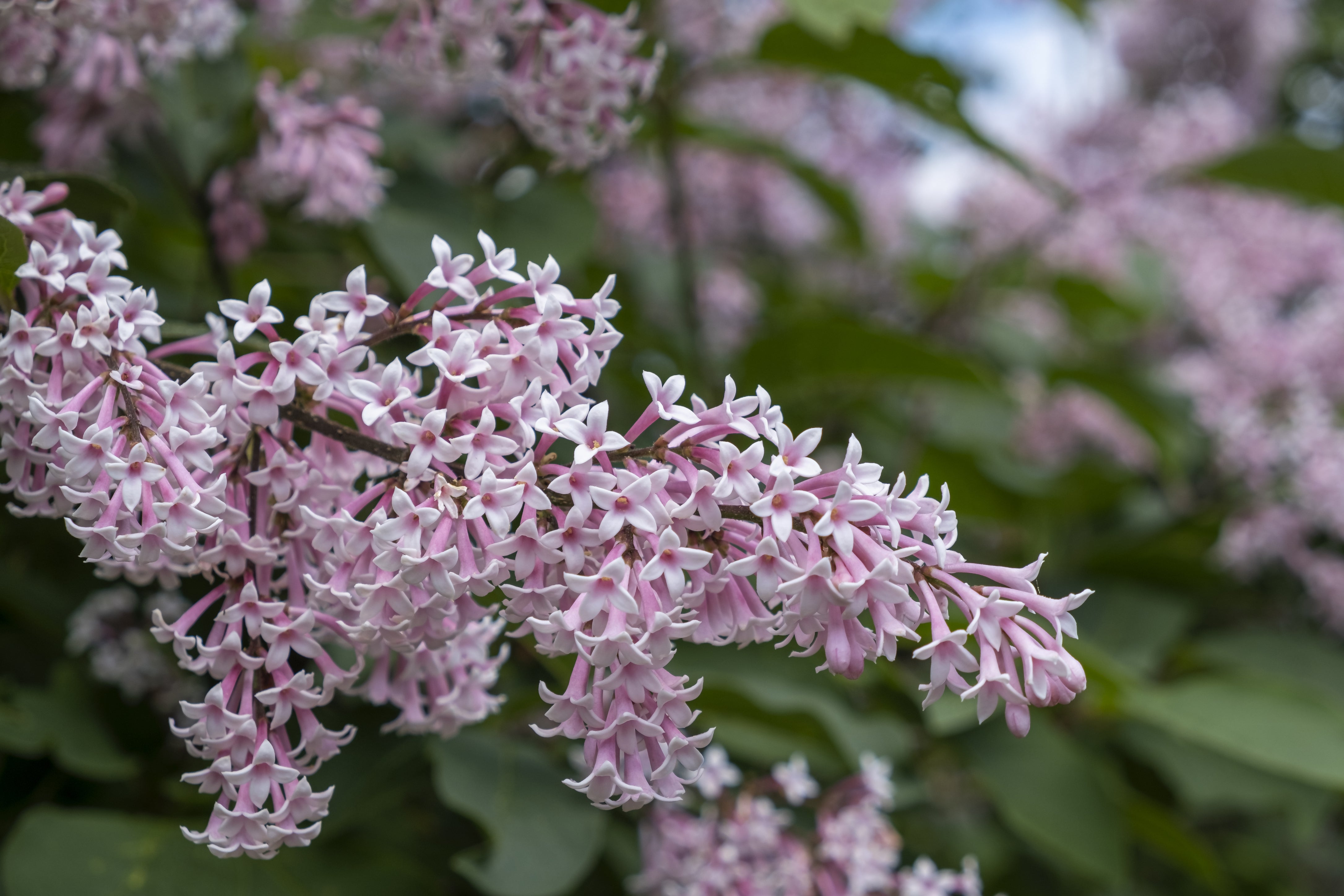 Syringa Josikaea, 30-50 cm (Barrot) – bild 1