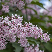Syringa Josikaea, 30-50 cm (Barrot) – bild 5