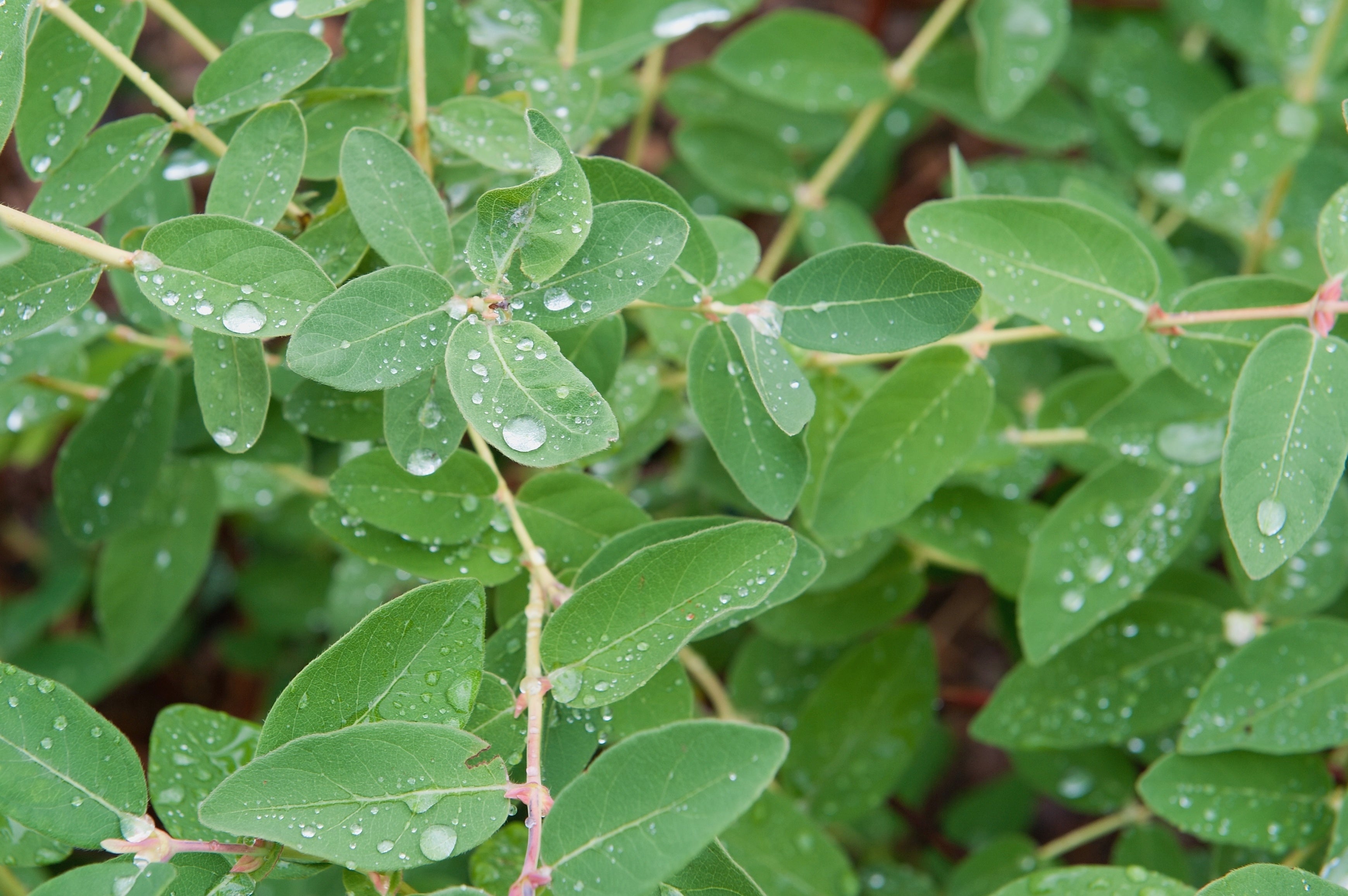 Lonicera caerulea var. kamtschatica ANJA® E, co (Krukodlad) – bild 1