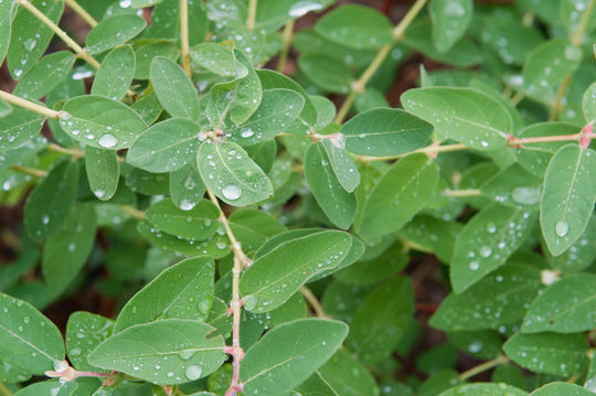 Lonicera caerulea var. kamtschatica ANJA® E, co (Krukodlad) – bild 1