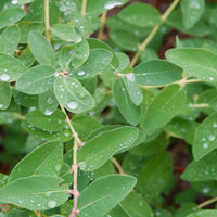 Lonicera caerulea var. kamtschatica ANJA® E, co (Krukodlad) – bild 1
