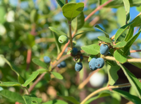 Lonicera caerulea var. kamtschatica ANJA® E, co (Krukodlad) – bild 2