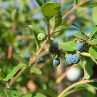 Lonicera caerulea var. kamtschatica ANJA® E, co (Krukodlad) – bild 2