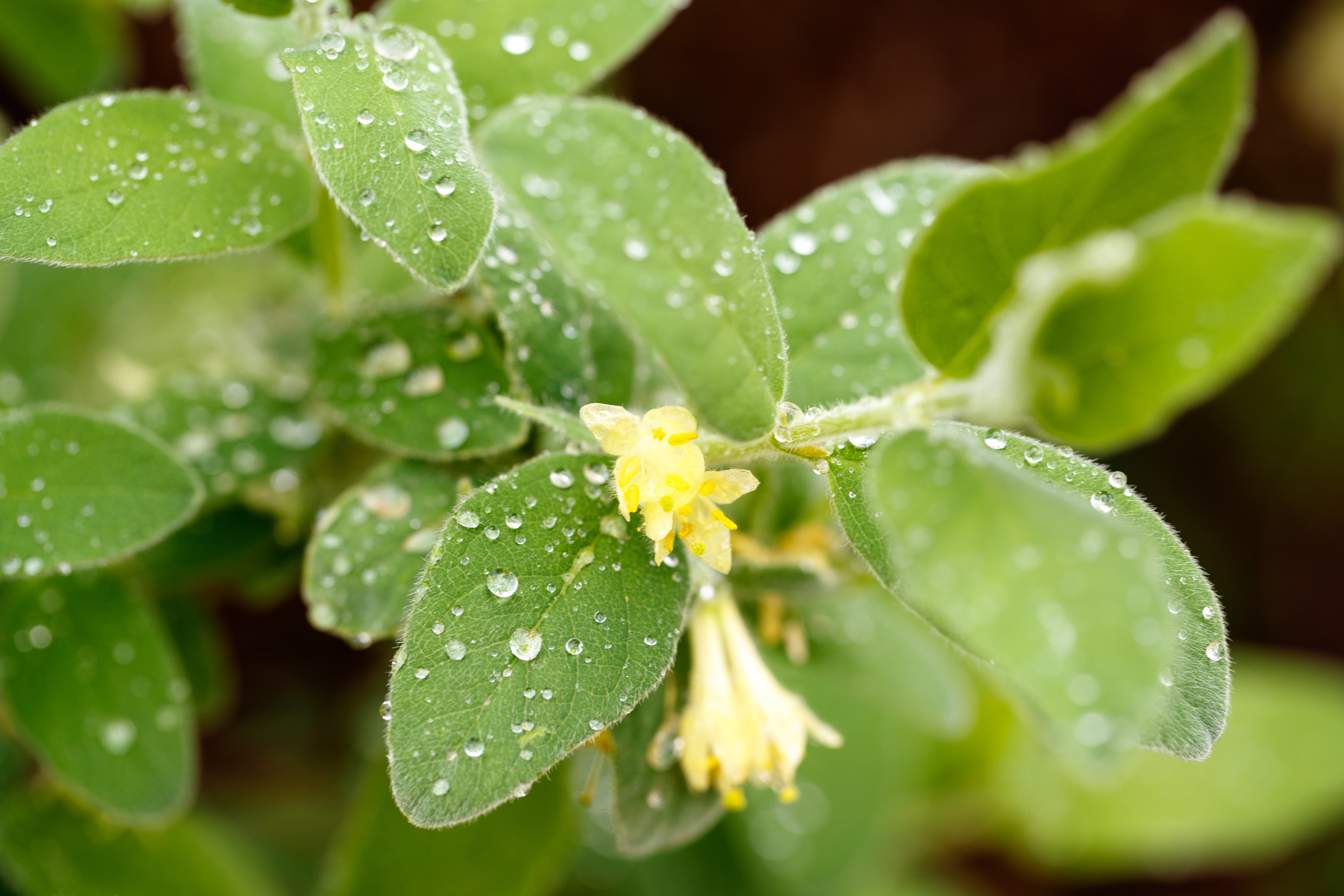 Lonicera caerulea var. kamtschatica ANJA® E, co (Krukodlad) – bild 1