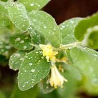 Lonicera caerulea var. kamtschatica ANJA® E, co (Krukodlad) – bild 3