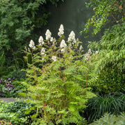 Sorbaria grandiflora 'Maia' E, co (Krukodlad) – bild 1